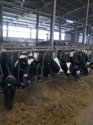 Радуют итоги работы предприятия по производству молока и мяса