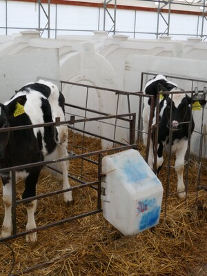 Радуют итоги работы предприятия по производству молока и мяса