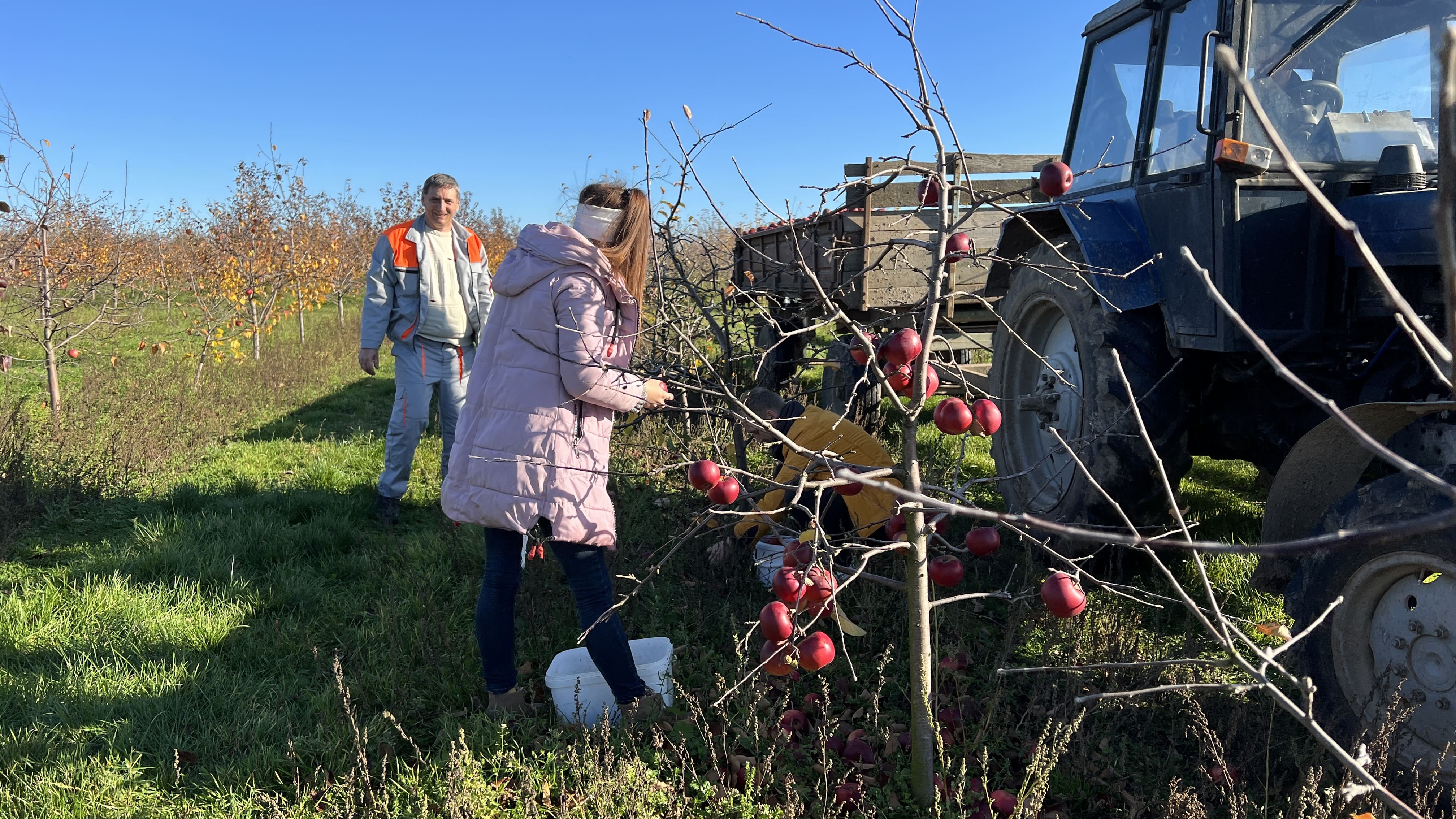 Помощь в сборе яблок во фруктовом саду ОАО «Акр-Агро»